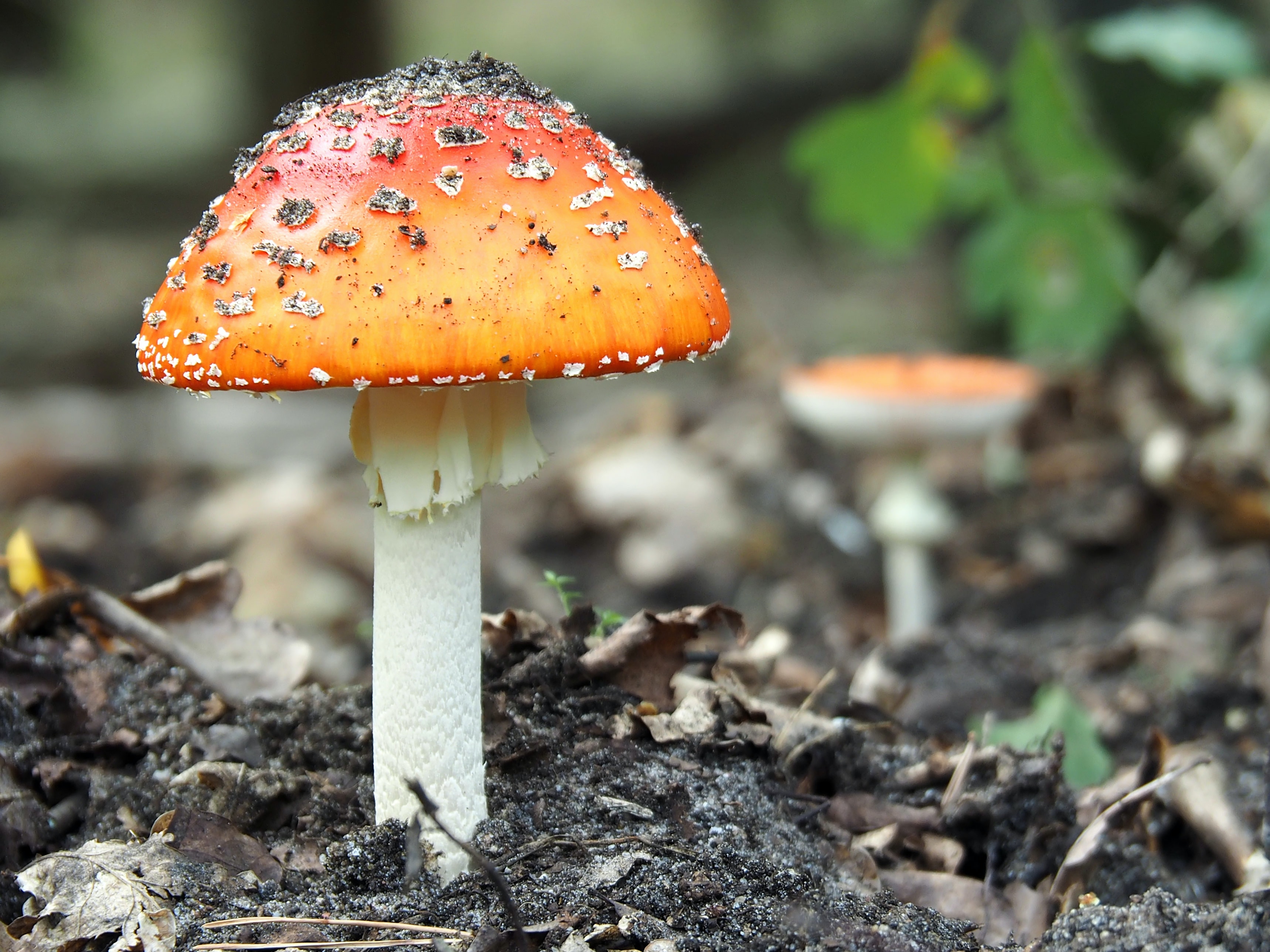 What are the benefits of taking mushroom supplements?